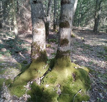 arbres jumeaux