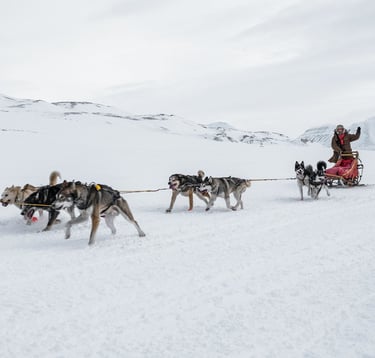 Sanie ciągnięte przez psy na północy Szwecji.
