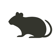 Rodent_24/03/25