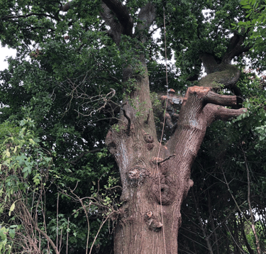 tree felling