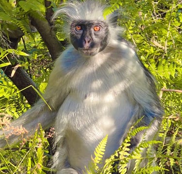 Zanzibar red colobus and Sykes monkeys interacting in the lush forest of Jozani Forest