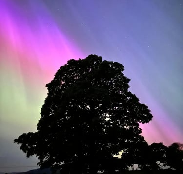 tree in the foreground of the northern lights