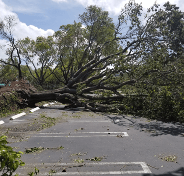 a fallen down tree on a road