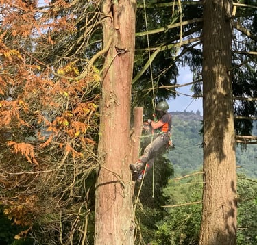 tree surgeon cutting a tree in the air
