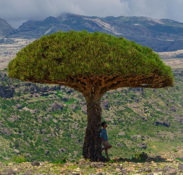 Socotra island tour dragon blood tree