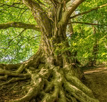 Center, Ground, Stability, aura system, chakra system, purification, energy, mind, body, spirit, spi