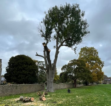 tree pruning service