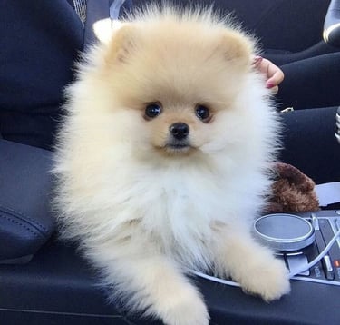 venta perro pomerania argentina