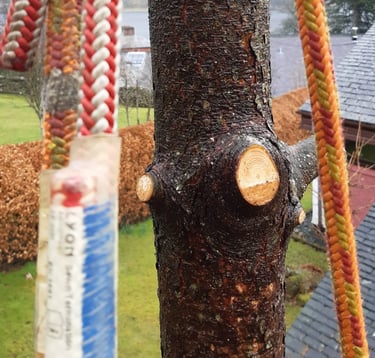 tree pruning