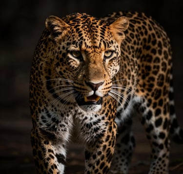 A majestic leopard in deep shadows, with high-contrast cinematic lighting highlighting the texture of its coat. Shot in an editorial, fine-art photography style. North American / International context.