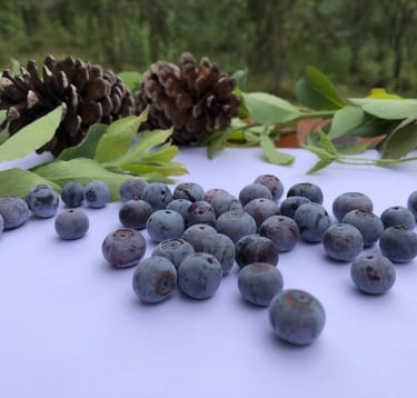 Arándanos silvestres frescos esparcidos sobre una superficie blanca con piñas y hojas verdes 