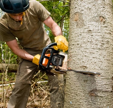 tree surgeon using a chainsaw to cut down a tree