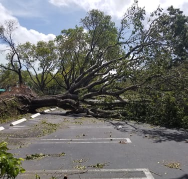 fallen down tree on a road