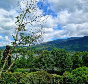 wild about tree surgeon