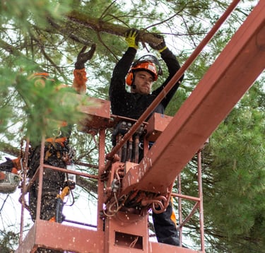 tree surgeon on a crane