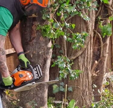 removing a tree with a chainsaw