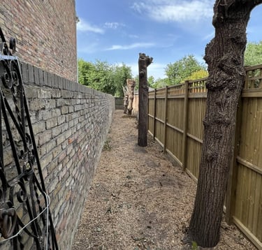 tree pollarding