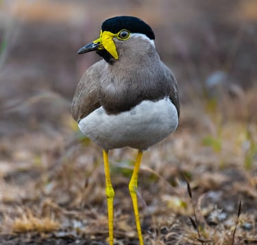 birds