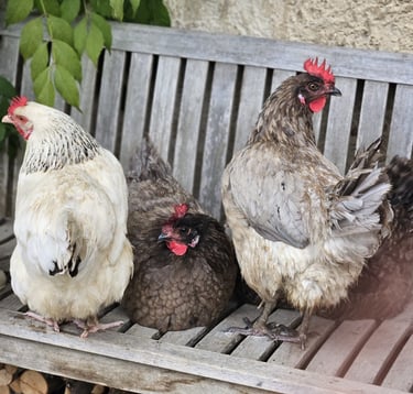 Les animaux de la Ferme du Veyre