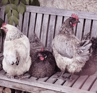 Les animaux de la Ferme du Veyre à Saint Bonnet en Champsaur