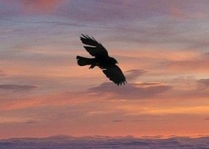 An Eagle flying at dusk