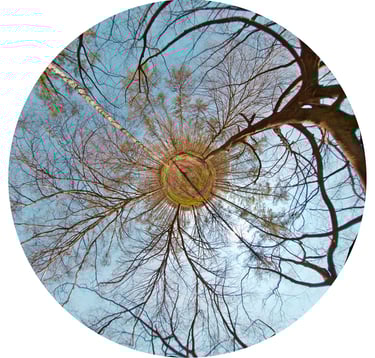 “Signature” from Iris de la Forêt. A unique art photograph created in private gardens or places