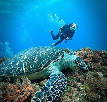 a turtle turtle turtle turtle turtle turtle turtle turtle turtle turtle turtle turtle turtle turtle turtle