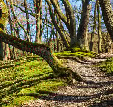 Sentier nature pour déstresser, ralentir, se concentrer, se ressourcer 