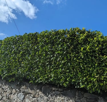 hedge trimming devon