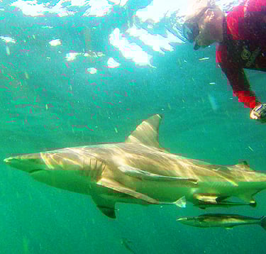 Diving with sharks