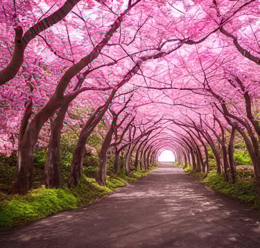 Cherry Blossom, Japan