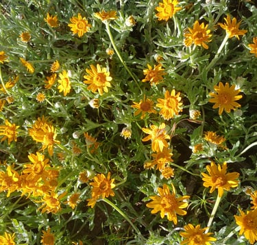 a bush with yellow flowers in the background