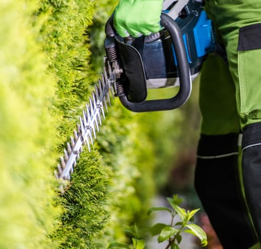 man with a hedge trimmer