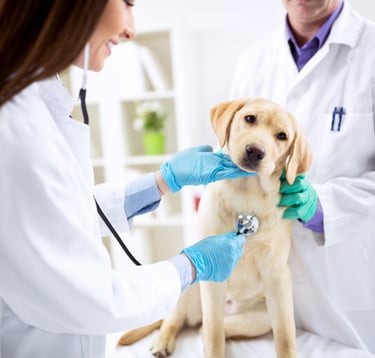  TKEL veterinario a domicilio  en Espartinas Sanlúcar umbrete olivares salteras valencina de la concepción tomares Gines Borm