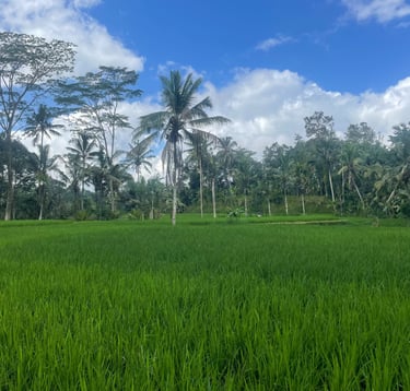 pole ryżowe Bali