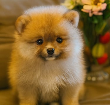 Filhote de Spitz Alemão Lulu da Pomerânia branco premium com pedigree em Curitiba