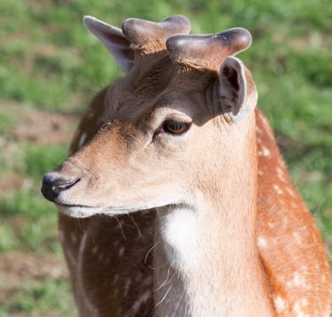 a deer is standing in the grass and looking at the camera