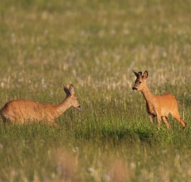 2 roe deer in a field