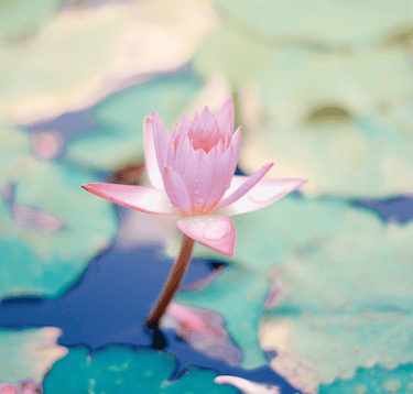 Water Lily flower in a pond 