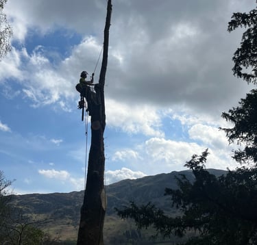 tree surgeon lake district