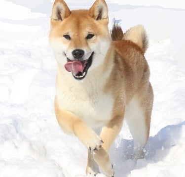 Breeding choices - Explore Sire Profiles & Pedigree Links