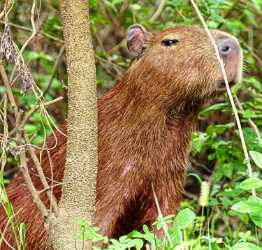 Capybara discret dans les herbes hautes de la pampa amazonienne, en Bolivie, à Rurrenabaque.