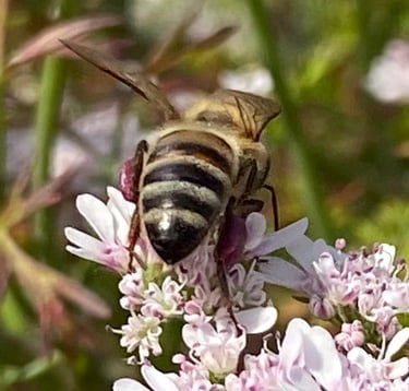 bee with purple pollen pants