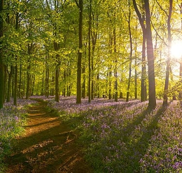 A sunlit forest path surrounded by scattered trees and a carpet of purple wildflowers on the ground