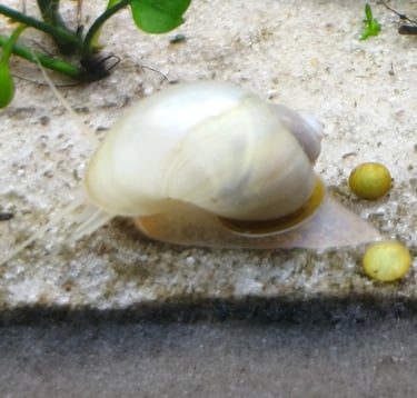 Coral Ivory Mystery Snail with high-saturation electric coral foot - Shell & Fin