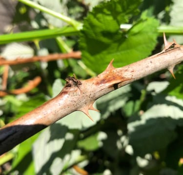 Blackberry Bush Thrones before removal