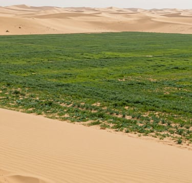 A wide-angle landscape showing the boundary between a dry desert and a vibrant, green cultivated field, symbolizing the transition of desert greening, lit by natural daylight with hints of #9CB887.