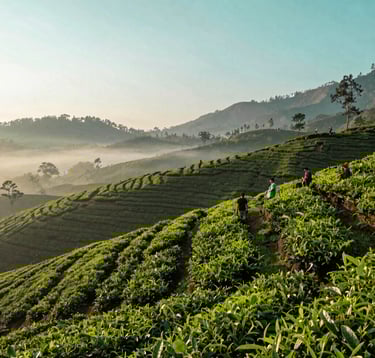 A breathtaking morning view of the Ciwidey tea plantations in Bandung. The rolling hills are covered in vibrant Sage Green tea bushes with a soft morning mist. In the distance, the Pale Seafoam sky meets the horizon. A group of travelers enjoying the fresh air in a Southeast Asian / Indonesian mountain setting.
