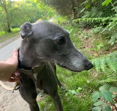 a dog is standing on a path in the woods