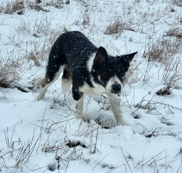 Border Collie Breeder | Border Collie Kennel | Border Collie Puppies